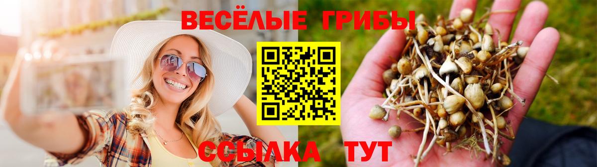 Псилоцибиновые грибы Psilocybe Феодосия